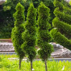 arborvitae-4913378