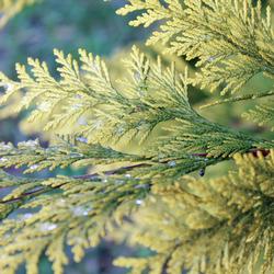 thuja-3099528