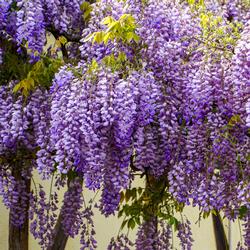 wisteria-5126106