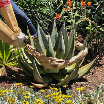 A gardener uses brown paper to move this 30”w by 18”h Aloe plant.