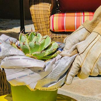 A gardener wearing long rose gauntlet gloves demonstrates how to use rolled up newspaper to safely transport this 6” spiny Agave.