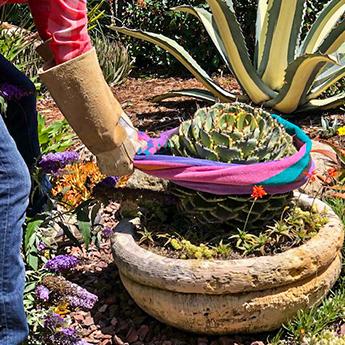 A gardener wearing long rose gauntlet gloves demonstrates how to use rolled up newspaper to safely transport this 6” spiny Agave.