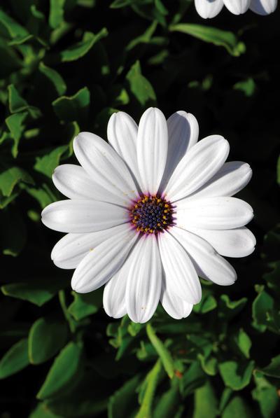 osteospermum_white