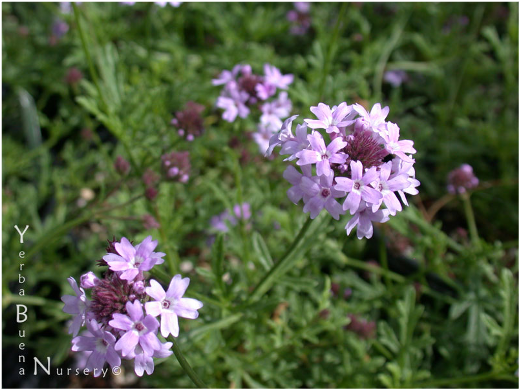 verbena