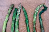 asparagus_bacterial_soft_rot