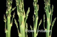 Asparagus_flower_initiation
