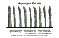 asparagus_maturity