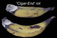 banana_cigarendrot