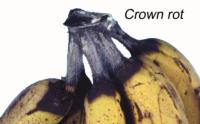 banana_crownrot1