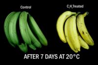 banana_ethylene_effects