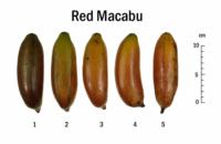 banana_speciality_Red_Macabu_Chart