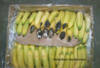 banana_verticillium_rot