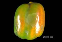 bell_peppers_bacterial_soft_rot