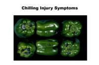 bell_peppers_chilling_injury1
