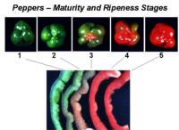 bell_peppers_maturity