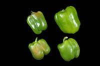 bell_peppers_solar_yellowing