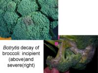 Botrytis_decay_broccoli960x720