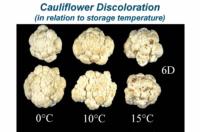 cauliflower_discoloration