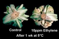 cauliflower_ethylene_effects2