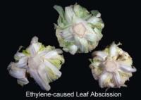 cauliflower_leaf_abrasion_ethylene