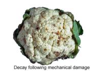 cauliflower_mechanical_damage2