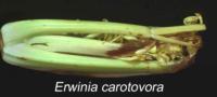 celery_bacterial_soft_rot2