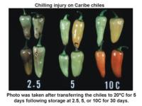 Chile_Peppers-chilling_injury_Caribe