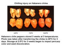 Chile_Peppers-chilling_injury_Habanero