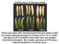 Chile_Peppers-chilling_injury_Serrano