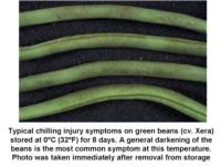 Chilling_injury_green_beans0C