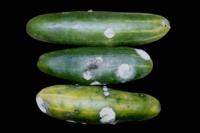 cucumber_fusarium_decay