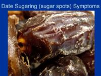 Date-Sugarspotting