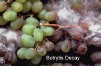 grape_Botrytis_Decay