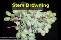 grape_stembrowning2
