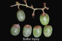grape_Sulfur_Injury