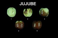 jujube_ripeness_stages