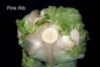 lettuce_crisphead_pink_rib