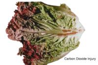 lettuce_leaf_carbon_dioxide_injury