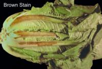 lettuce_romaine_brown_stain