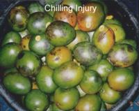 mango_Chilling_Injury2