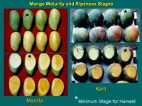 mango_maturity