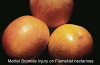 nectarine_Methyl_Bromide_Injury