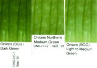 onion_green_USDA_quality_color