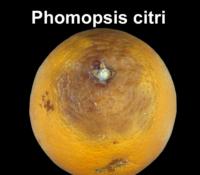 orange_phomopsis