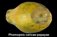 papaya_phomopsis_rot2