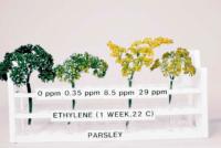 parsley_ethylene_effects