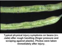 Physical_injury_on_beans960x720