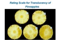 pineapple_translucency