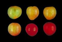 plums_ripeness_stages