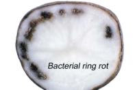 potato_bacterial_ring_rot